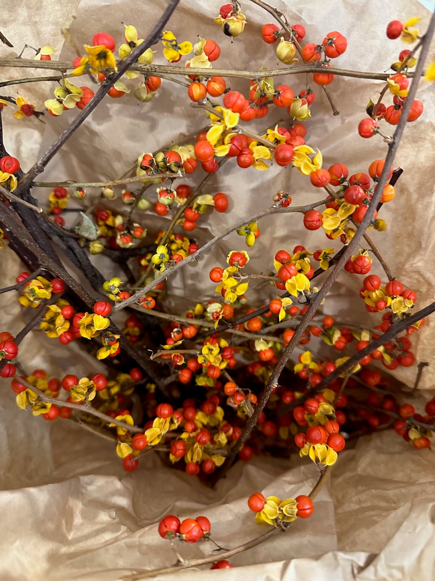 Dried Bittersweet Bunch