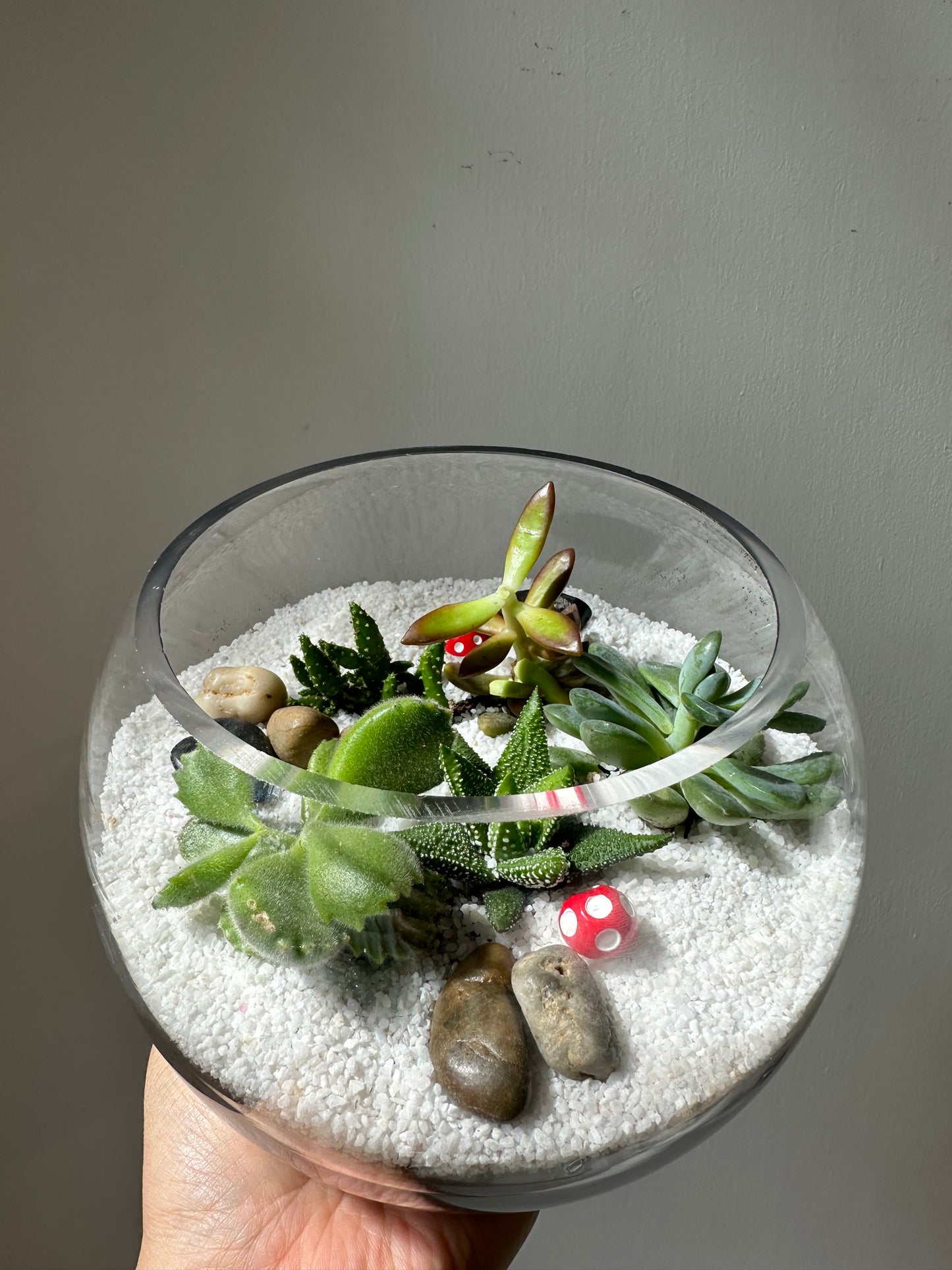 Succulent Terrarium