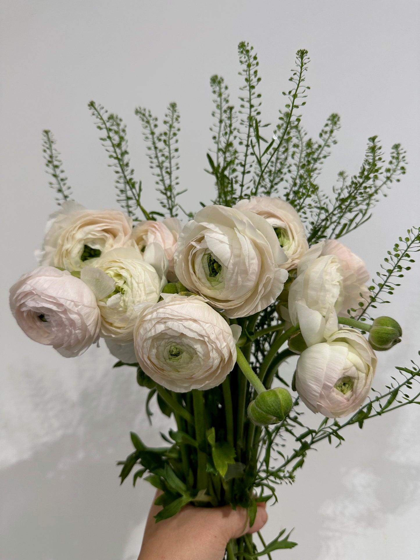 Special of the Week: Ranunculus Bundle