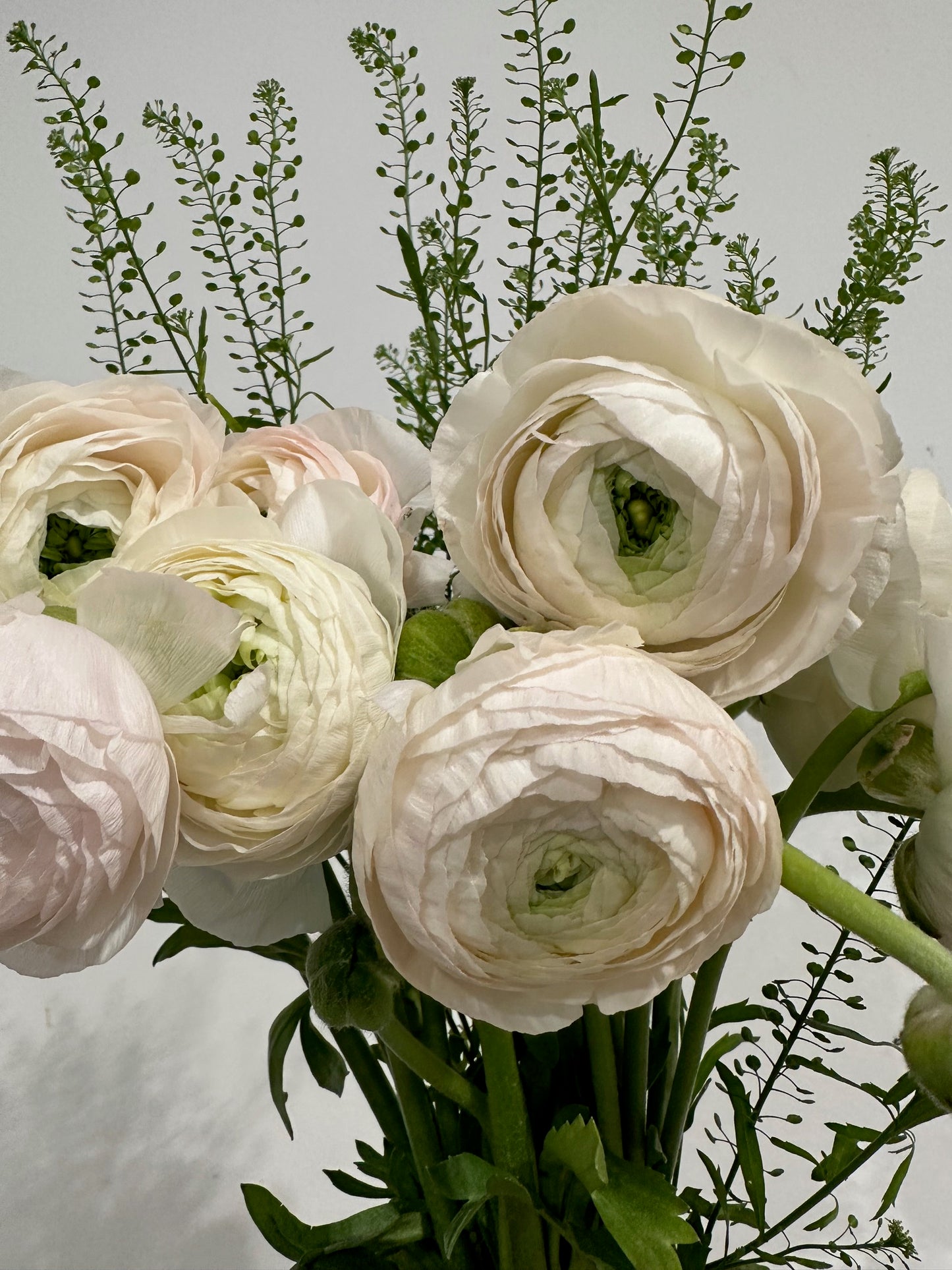 Special of the Week: Ranunculus Bundle