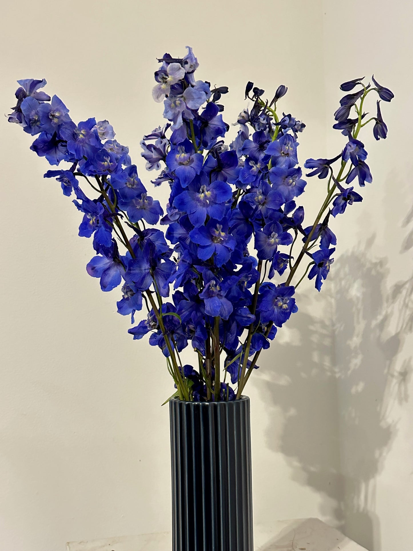 Midnight Delphiniums in Dark Blue Fable Vase
