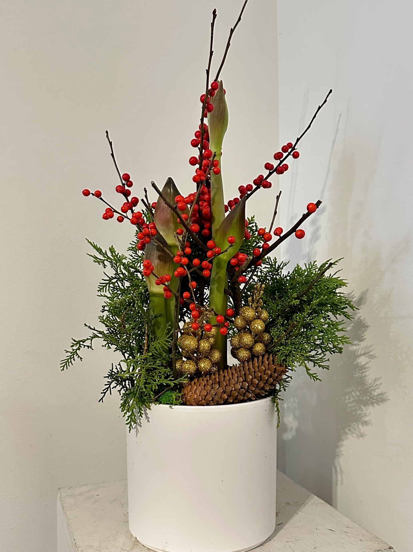 Berry Bright Amaryllis in Pot