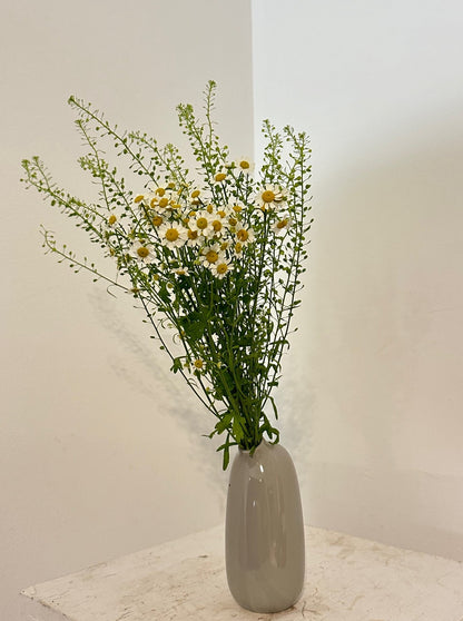 A Breath of Chamomile (in Kinto SACCO vase)