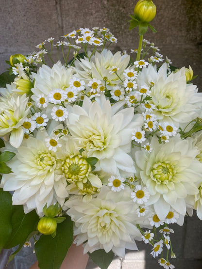 Dahlia Daydream Bouquet, by Lou-Lou's Flower Truck