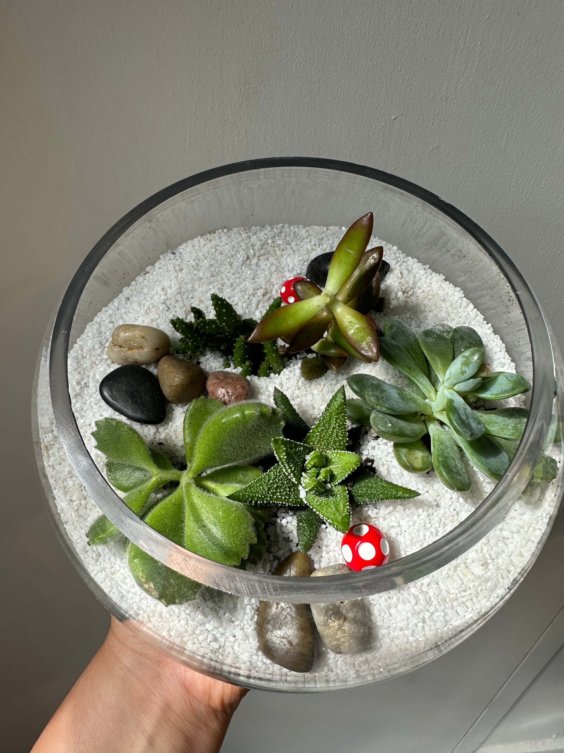 open terrarium succulents Succulent Terrarium