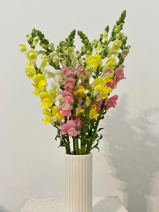 Snapdragons in Speckled White Fable Vase