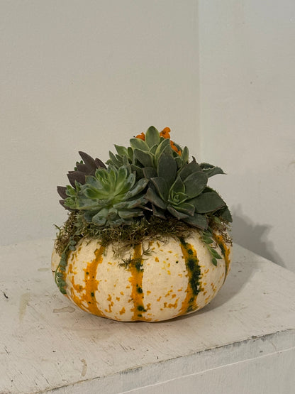 Pumpkin Succulent Arrangement