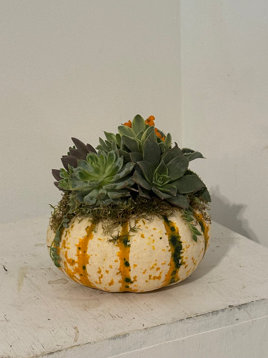 Pumpkin Succulent Arrangement