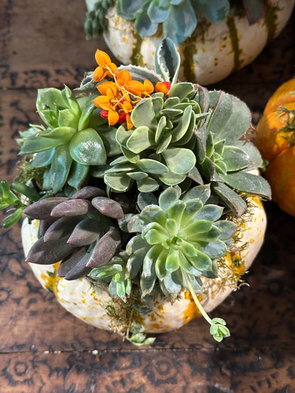 Pumpkin Succulent Arrangement