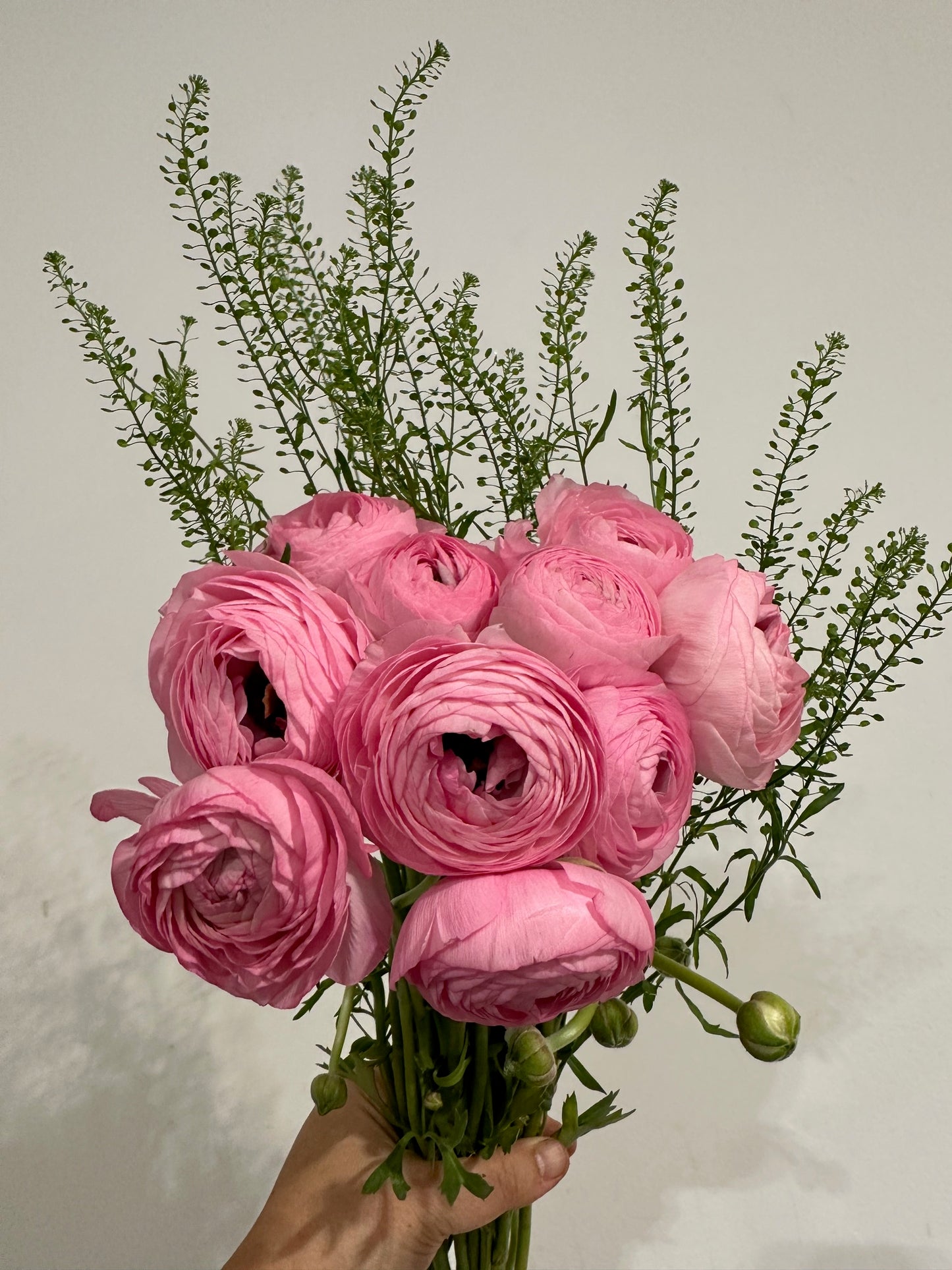 Special of the Week: Ranunculus Bundle
