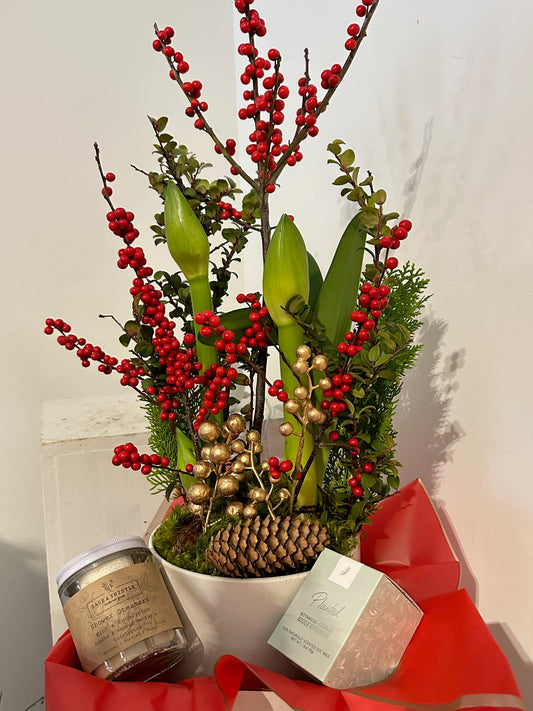 Holiday Amaryllis Gift Set