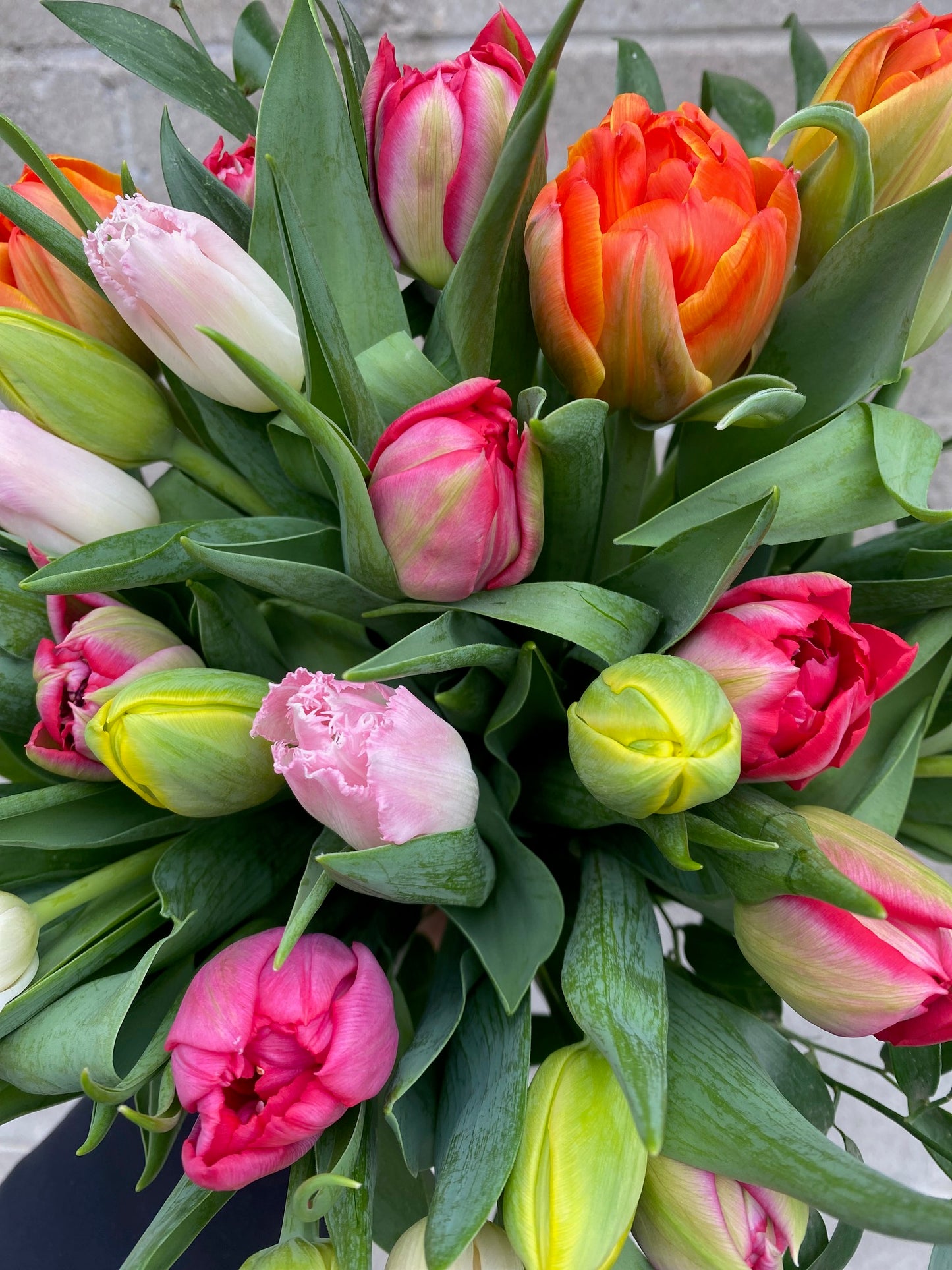 Fancy Premium 30-Stem Mixed Tulip Bouquet, by Lou-Lou's Flower Truck